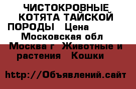 ЧИСТОКРОВНЫЕ КОТЯТА ТАЙСКОЙ ПОРОДЫ › Цена ­ 5 000 - Московская обл., Москва г. Животные и растения » Кошки   